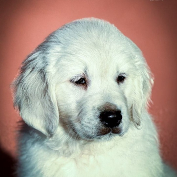 Ogłoszenie - Golden Retriever Piękne Szczenięta