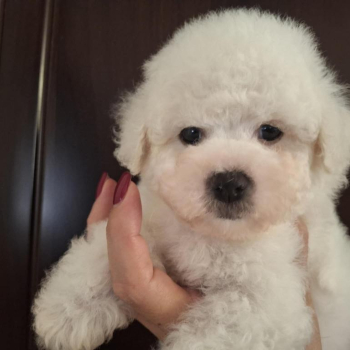 Ogłoszenie - Bichon Frisé Szczenięta