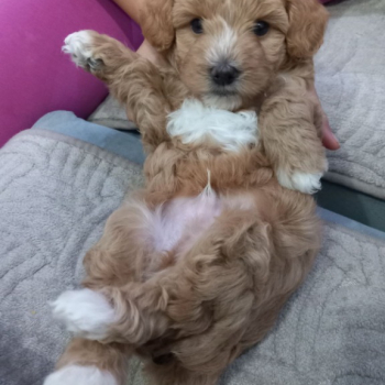 Ogłoszenie - Maltipoo – piękne szczenięta na sprzedaż