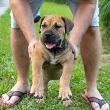 Ogłoszenie - Mastif południowoafrykański – szczenięta Boerboel