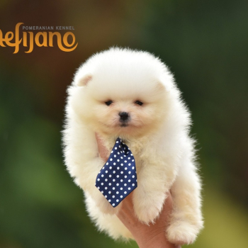 Ogłoszenie - Pomeranian Boo Szczenięta