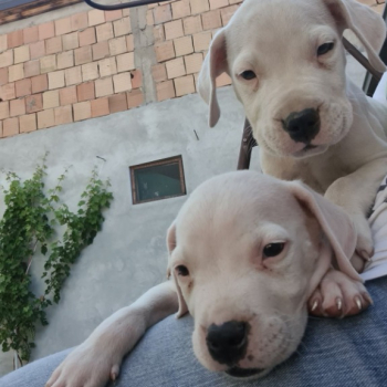 Ogłoszenie - Dog Argentyński Dogo Argentino Szczenięta