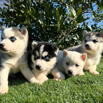 Ogłoszenie - syberian husky.