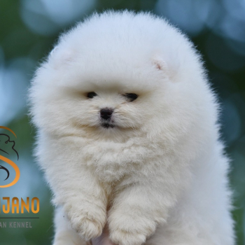 Ogłoszenie - Pomeranian Boo Szczenięta