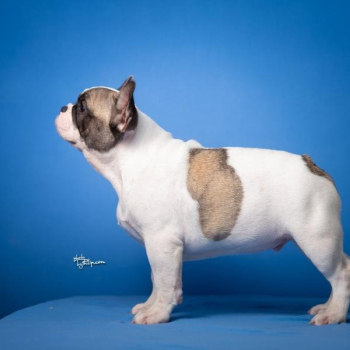 Ogłoszenie - Francuski buldog – piękne szczenięta