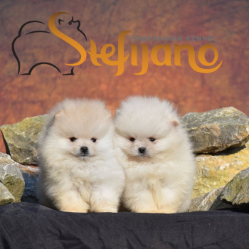 Ogłoszenie - Pomeranian Boo Szczenięta