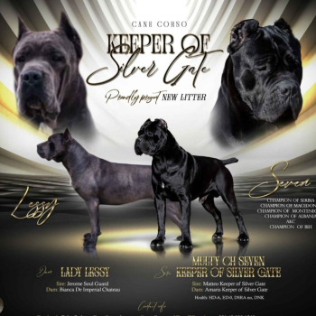 Ogłoszenie - Cane Corso piękne szczenięta
