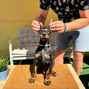 Ogłoszenie - Doberman szczenięta