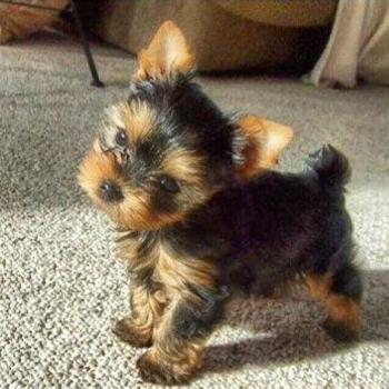 Ogłoszenie - Szczenięta yorkshire terrier do adopcji.