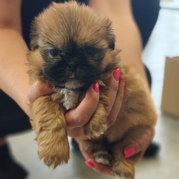 Ogłoszenie - Shihtzu
