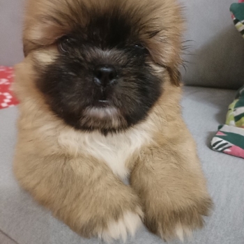 Ogłoszenie - Shihtzu - Ostrołęka - 1 800,00 zł