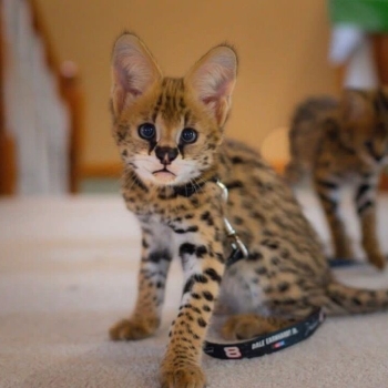 Ogłoszenie - African Serval Kittens WhatsApp: +27842597191 - 2 600,00 zł