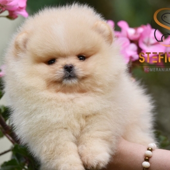 Ogłoszenie - Pomeranian Boo Szczenięta