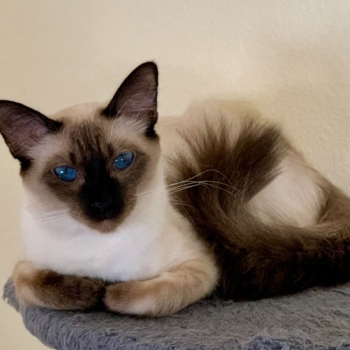 Ogłoszenie - Balinese Kittens WhatsApp: +27842597191