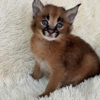 Ogłoszenie - Caracal Kittens WhatsApp: +27842597191