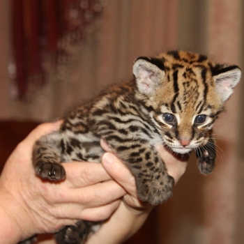 Ogłoszenie - Ocelot Kittens WhatsApp: +27842597191