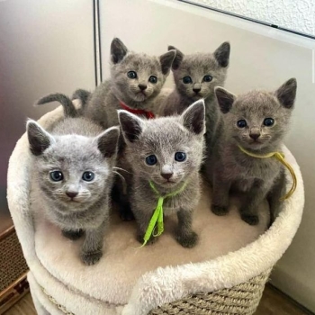 Ogłoszenie - Russian Blue Kittens WhatsApp: +27842597191
