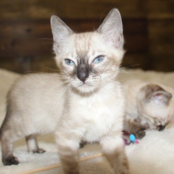 Ogłoszenie - Snow/Silver/Charcoal/Brown Bengal Kittens WhatsApp: +27842597191 - 1 500,00 zł