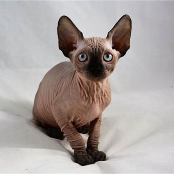 Ogłoszenie - Sphynx Kittens WhatsApp: +27842597191 - 1 350,00 zł