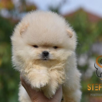 Ogłoszenie - Pomeranian BOO misie, Szczeniaki Pomeranian Spitz