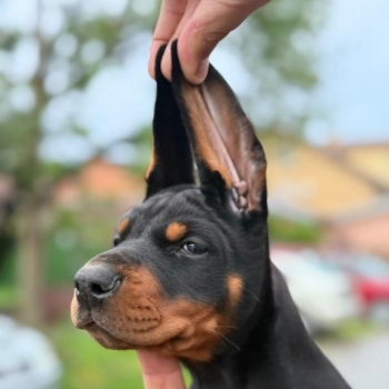 Ogłoszenie - Doberman Piękne szczenięta