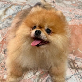 Ogłoszenie - Mam piękną suczkę rasy pomeranian, która szuka nowego domu.