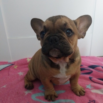 Ogłoszenie - Buldog francuski