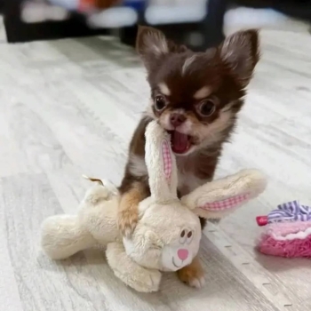 Ogłoszenie - Szczenięta rasy chihuahua dostępne do adopcji.