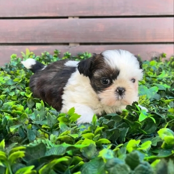 Ogłoszenie - Miniaturowy pies Shih Tzu