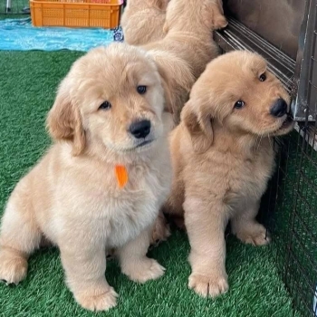 Ogłoszenie - Urocze szczenięta Golden Retrievera