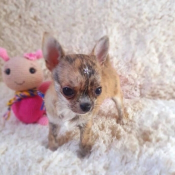 Ogłoszenie - Urocze szczenięta rasy chihuahua dostępne do adopcji.