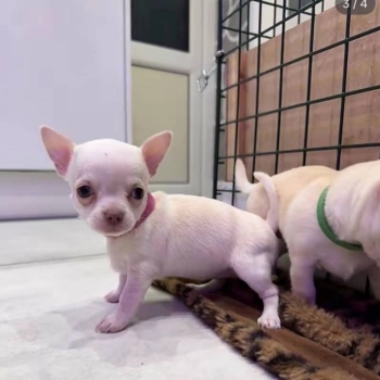 Ogłoszenie - Piękne szczenięta rasy chihuahua czekają na adopcję.