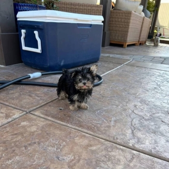 Ogłoszenie - Ostatni dostępny szczeniak rasy yorkshire terrier, za opłatą adopcyjną