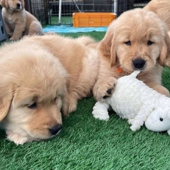 Ogłoszenie - Szczenięta rasy Golden Retriever dostępne do adopcji.