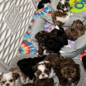 Ogłoszenie - Szczenięta rasy Shih Tzu szukają nowych domów.