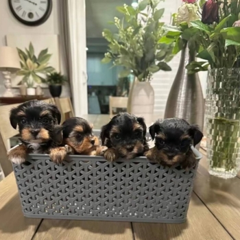 Ogłoszenie - Ostatni dostępny u nas rasowy yorkshire terrier, za opłatą za adopcję.