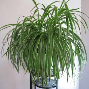 Ogłoszenie - Zielistka Sternberga – piękny, zdrowy, duży kwiat doniczkowy