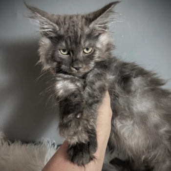Ogłoszenie - TICA Registered ACTIVE Black Smoke Male and Female