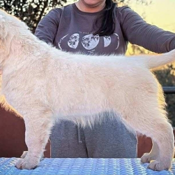 Ogłoszenie - Golden Retriever – PIĘKNE SZCZENIĘTA