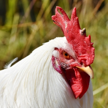 Ogłoszenie - KREDA PASTEWNA