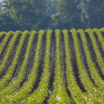 Ogłoszenie - JURAK HUMI LUZ