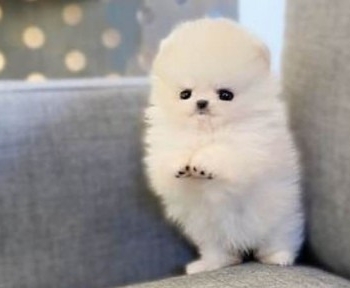 Ogłoszenie - Sprzedam zdrowe szczenięta rasy pomeranian filiżankowy.