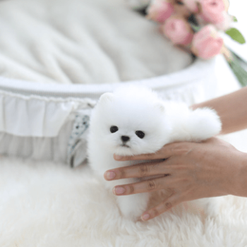 Ogłoszenie - Przepiękne szczenięta rasy pomeranian filiżankowy na sprzedaż.