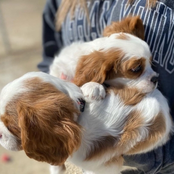 Ogłoszenie - Szczenięta Cavalier dostępne