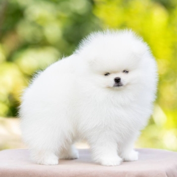 Ogłoszenie - Szczenięta miniaturowe pomeranian - Częstochowa - 1 500,00 zł