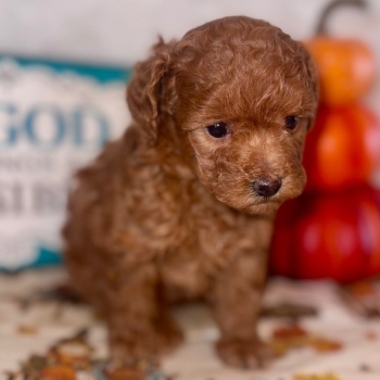 Ogłoszenie - Szczenięta pudla toy