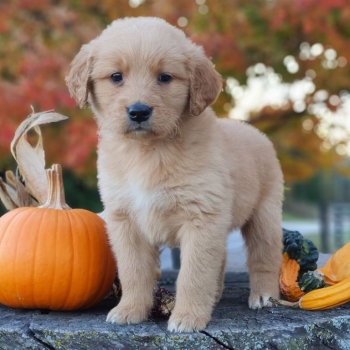 Ogłoszenie - Szczenięta golden retrievera