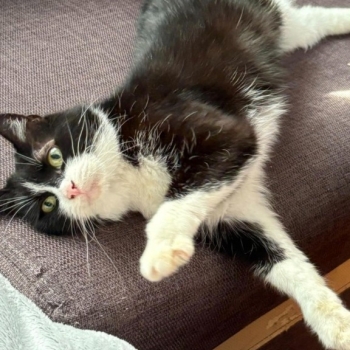 Ogłoszenie - Oddam kotki