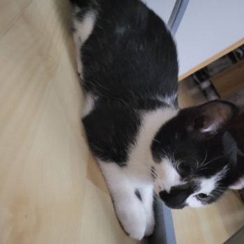 Ogłoszenie - Oddam kotka w dobre ręce