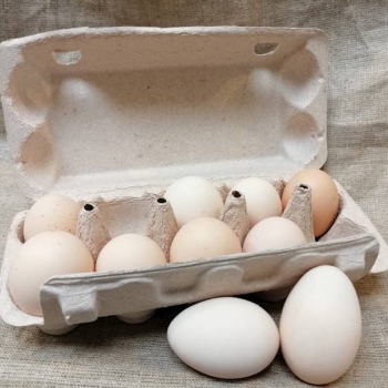 Ogłoszenie - Świeże jaja z przydomowego kurnika!